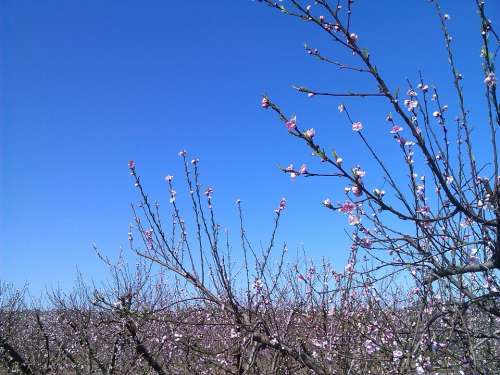 Peach Tree Tree Flowers Spring Nature