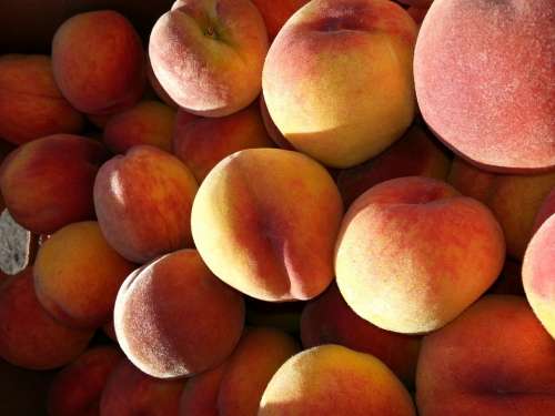 Peaches Fruit Tree-Ripened Ripe Nature Harvest