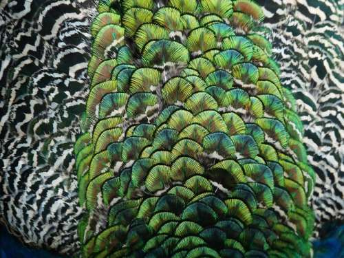 Peacock Color Animal Bird Pen