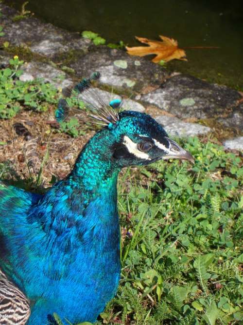 Peacock Bird Plumage Iridescent Blue Gorgeous