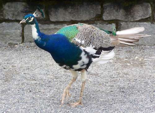 Peacock Bird Feather Iridescent