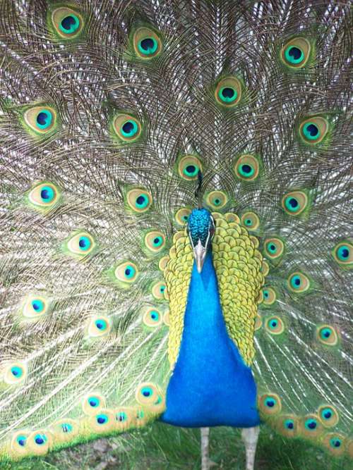 Peacock Close Up