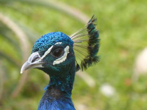 Peacock Head Bird Blue