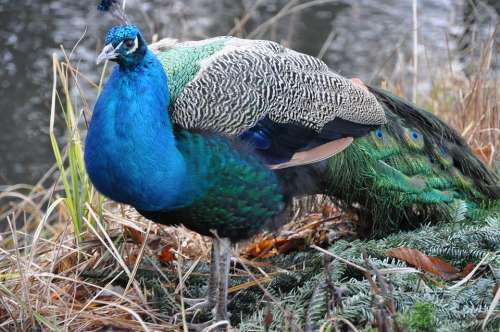 Peacock Bird Park Proud Colored