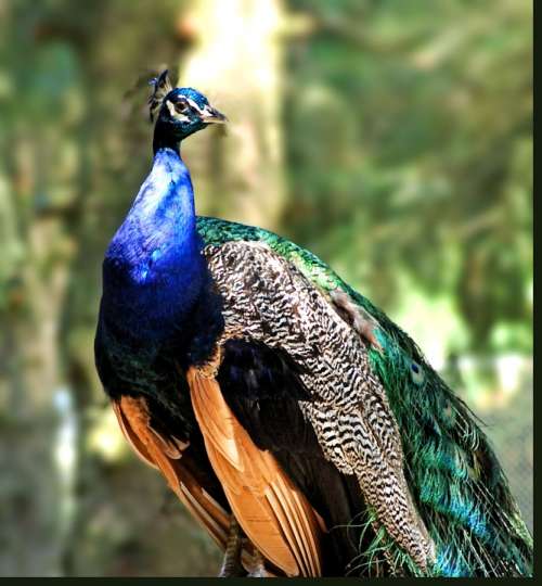Peacock Peafowl Bird Colorful Colors Detail