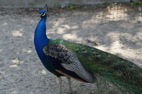 Peacock Bird Color Blue Feather Plumage Colorful