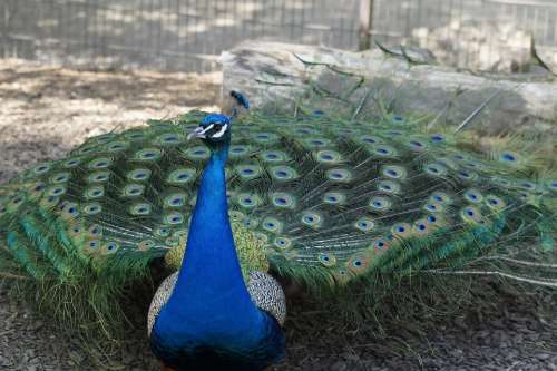 Peacock Males Male Bird Wheel Beat Rad Plumage