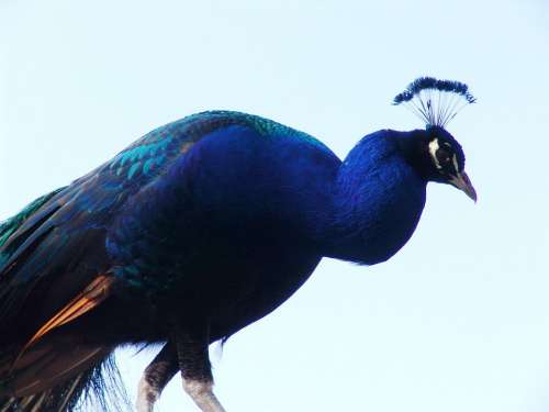 Peacock Bird Close Up Iridescent Blue