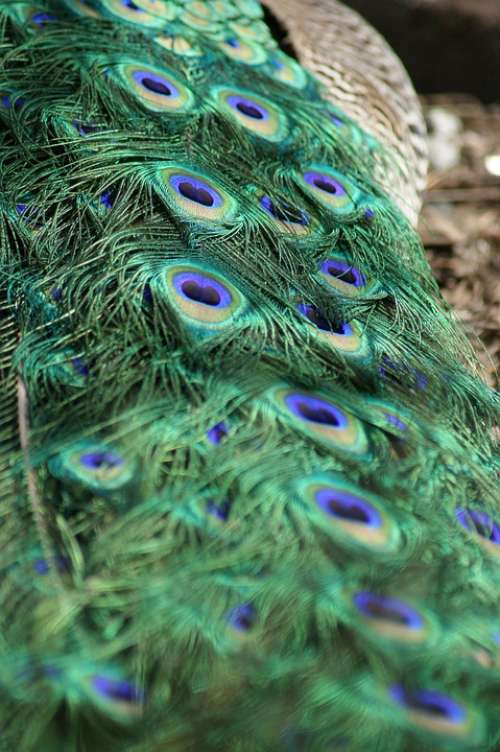 Peacock Tail Tail Feathers Bird Elegance Feathers