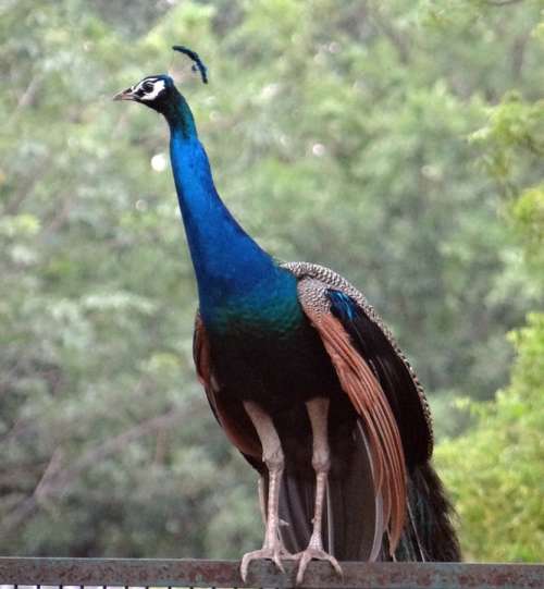 Peacock National Bird Plumage Ghaziabad Bird India