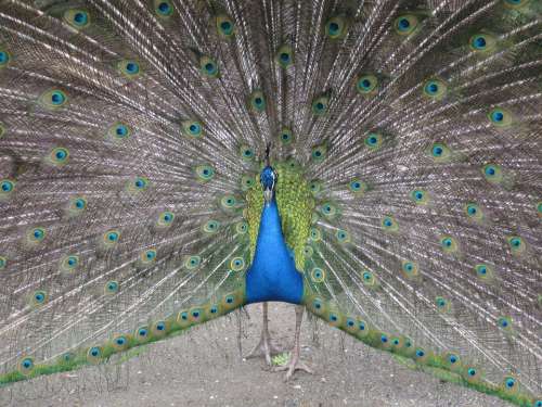 Peacock Animal Bird Wheel Blue Plumage