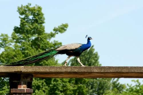 Peacock Bird Feather Zoo