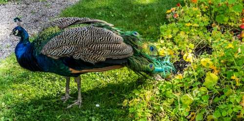 Peacock Blue Bright Color Majestic Nature Green