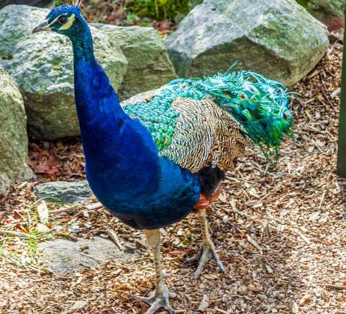 Peacock Plumage Color Green Blue Feathers