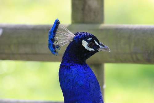 Peacock Bird Animals Nature Feathers Pen