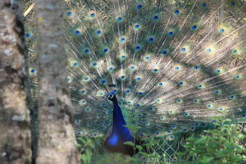 Peacock Bird Animals Nature Wheel Animal Feathers