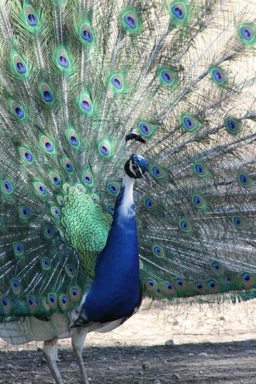 Peacock Bird Nature Animals Animal Wheel