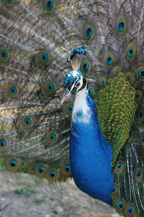 Peacock Bird Nature Animals Animal Wheel Feathers