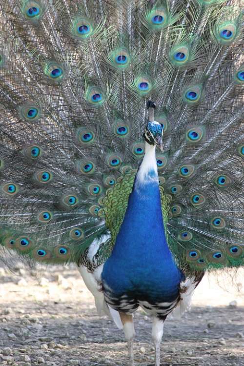 Peacock Bird Nature Animals Animal Wheel Feathers