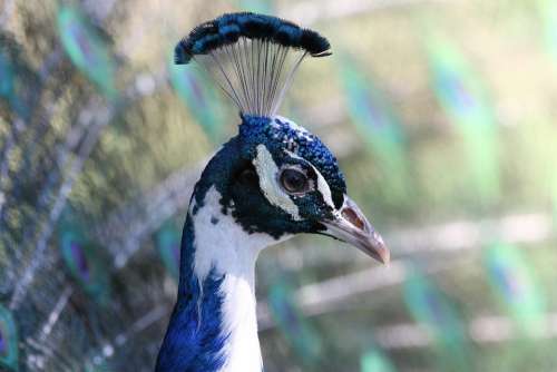 Peacock Bird Nature Animals Animal Wheel