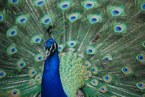 Peacock Animal Nature