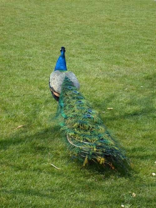 Peacock Train Animal Feather Blue Peacock