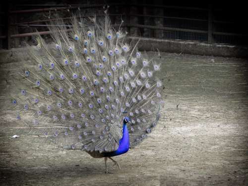 Bird Peacock Blue Bw