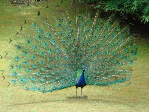 Peacock Tail Feathers Feathers Bird Nature Blue