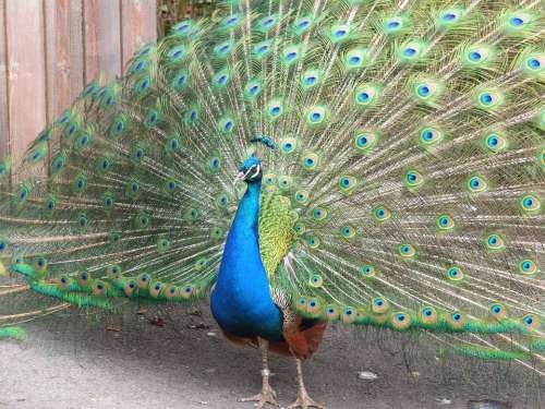 Peacock Feather Tail Zoo Pride Gorgeous Animal