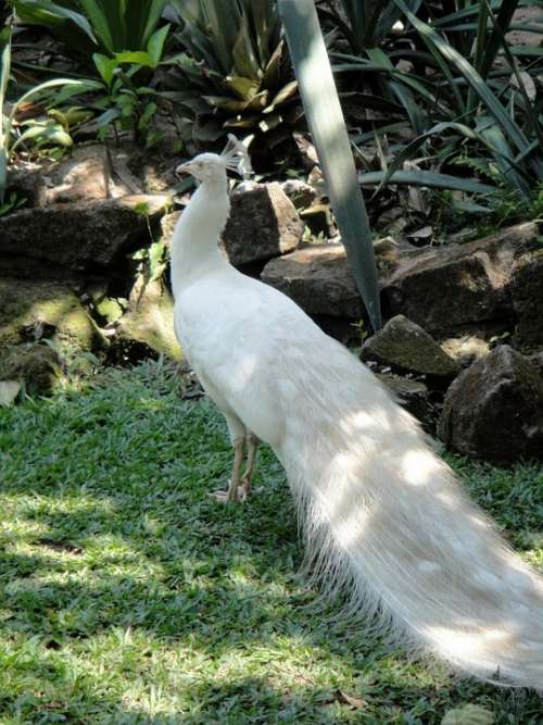 Peacock White Animal Vanity Wealth