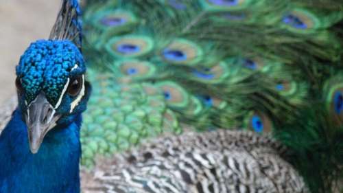 Peacock Color Iridescent Bird Colorful