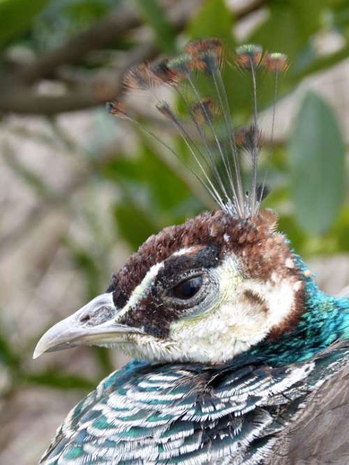 Peacock Bird Animal Nature Head Feather
