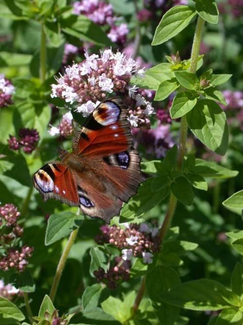 Peacock Butterfly Butterflies Butterfly Animal