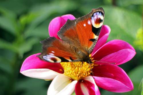 Peacock Butterfly Butterfly Peacock Butterflies