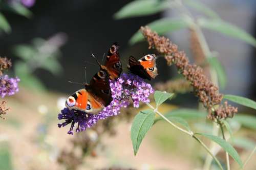 Peacock Butterfly Butterfly Summer Lilac Insect