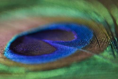 Peacock Feather Feather Birds Peacock Nature Color