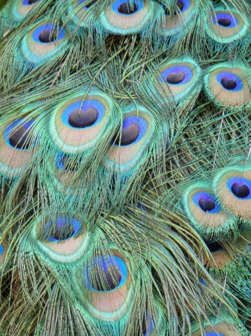 Peacock Feathers Peacock Color Bird Feather