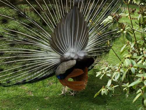 Peacock Wheel Peacock Feather Pavo Cristatus Back