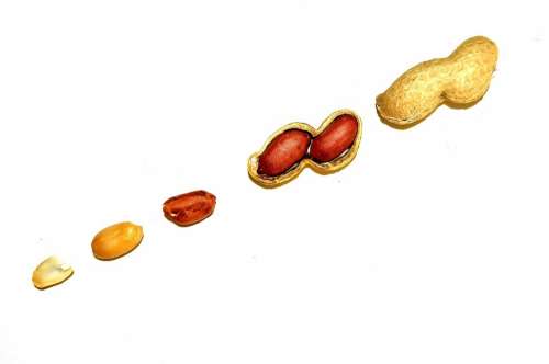 Peanuts Background Nuts Shelled Peeled Food Macro