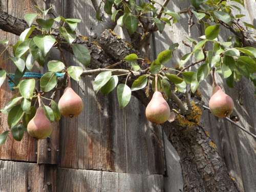 Pear Fruits Late Summer Ripe Pears Fruit