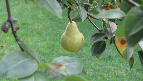 Pear Tree Nature Fruits