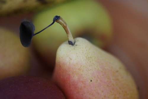 Pear Style Still Life Fruit Food Healthy