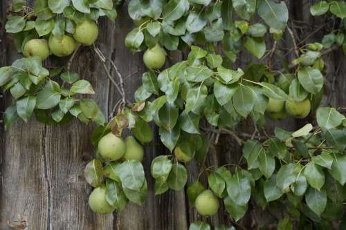 Pear Pears Wooden Wall Farmhouse Fruit Fruits