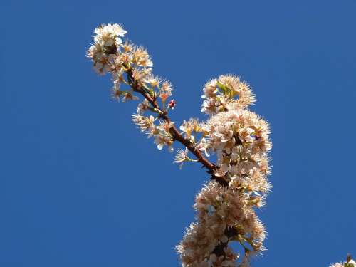 Pear Blossom Flowers Peral Sky Fruit Nature Field