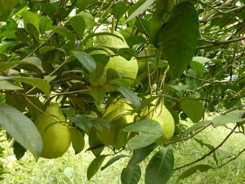 Pears Fruits Green Tree Sheet Leaves Summer