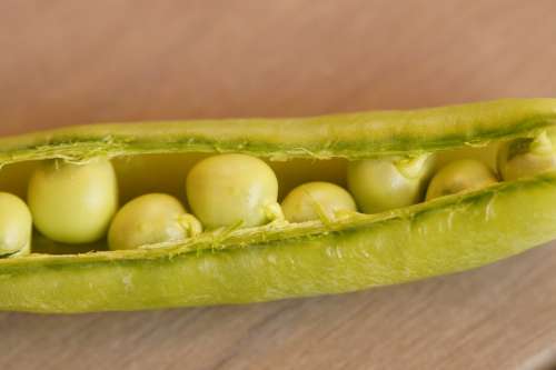 Peas Pod Pea Pod Fresh Green Vegetables Harvested