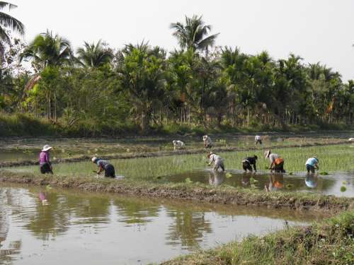 Peasantry Rice Chiang Mai Thailand