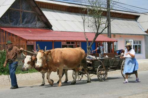 Peasantry Romania Oxen Charette