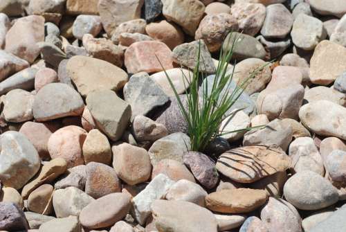 Pebbles Rocks Weed Stones