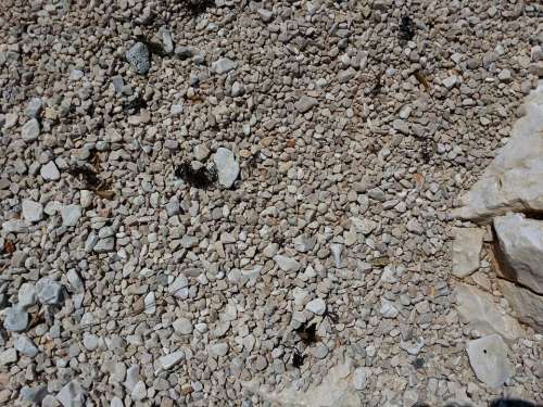 Pebbles Shore Rocks Texture Stone Beach Nature